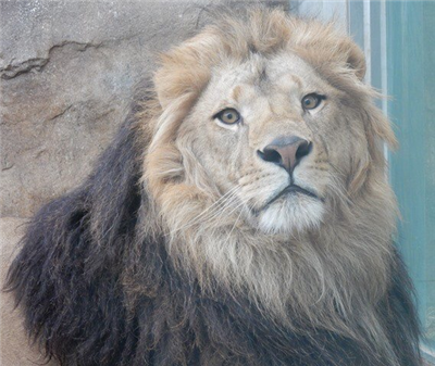千葉市動物公園のアレンとトウヤってライオンがイケメンすぎる れでぃれでぃ